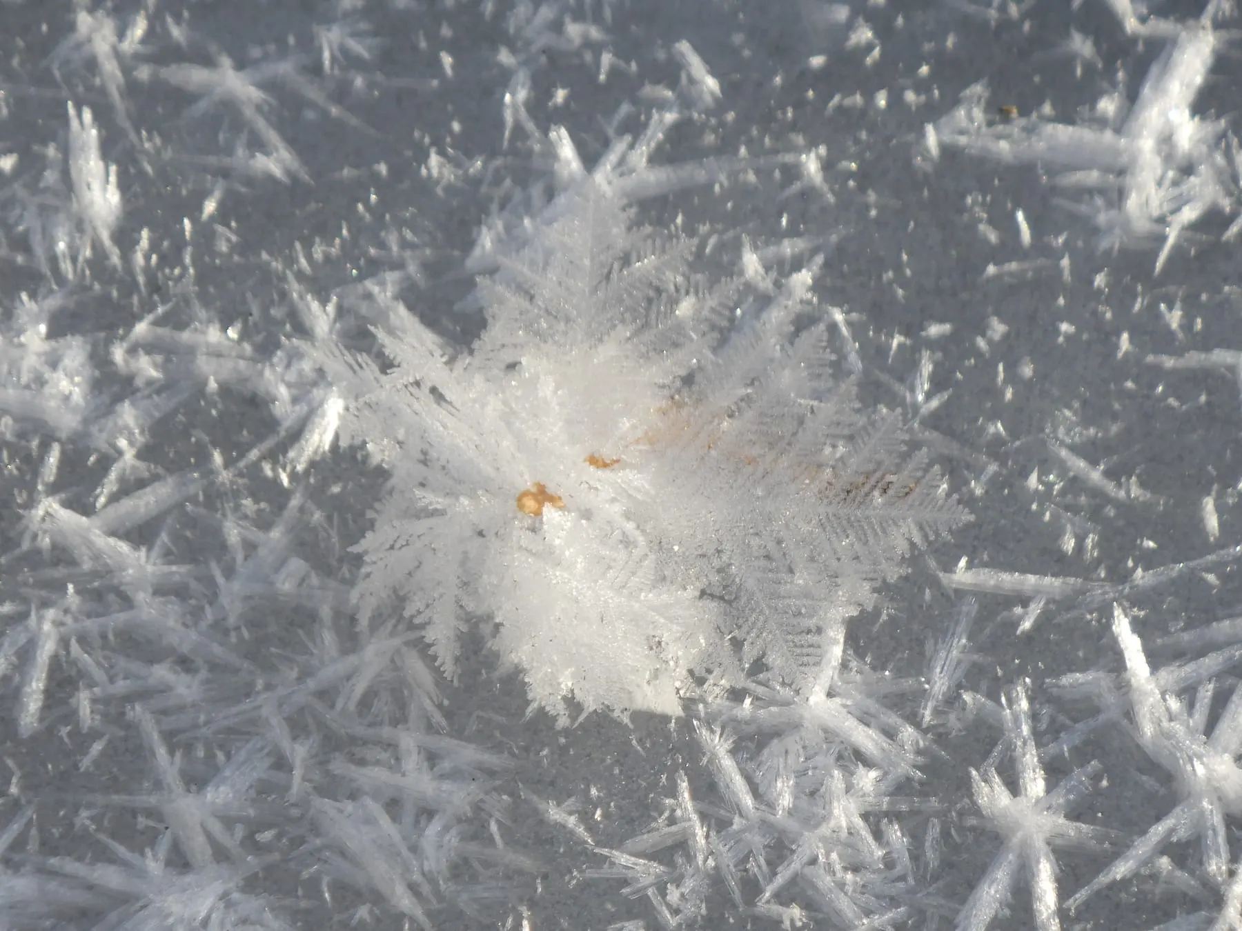氷の上一面に、針状の霜が花のように咲いている
