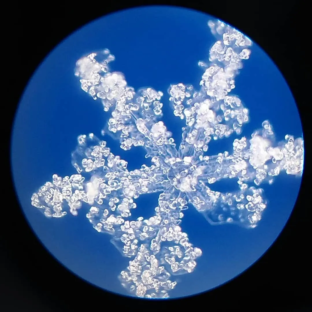 青い背景の上の雪の結晶。枝の全体に細かな雲粒が付いている