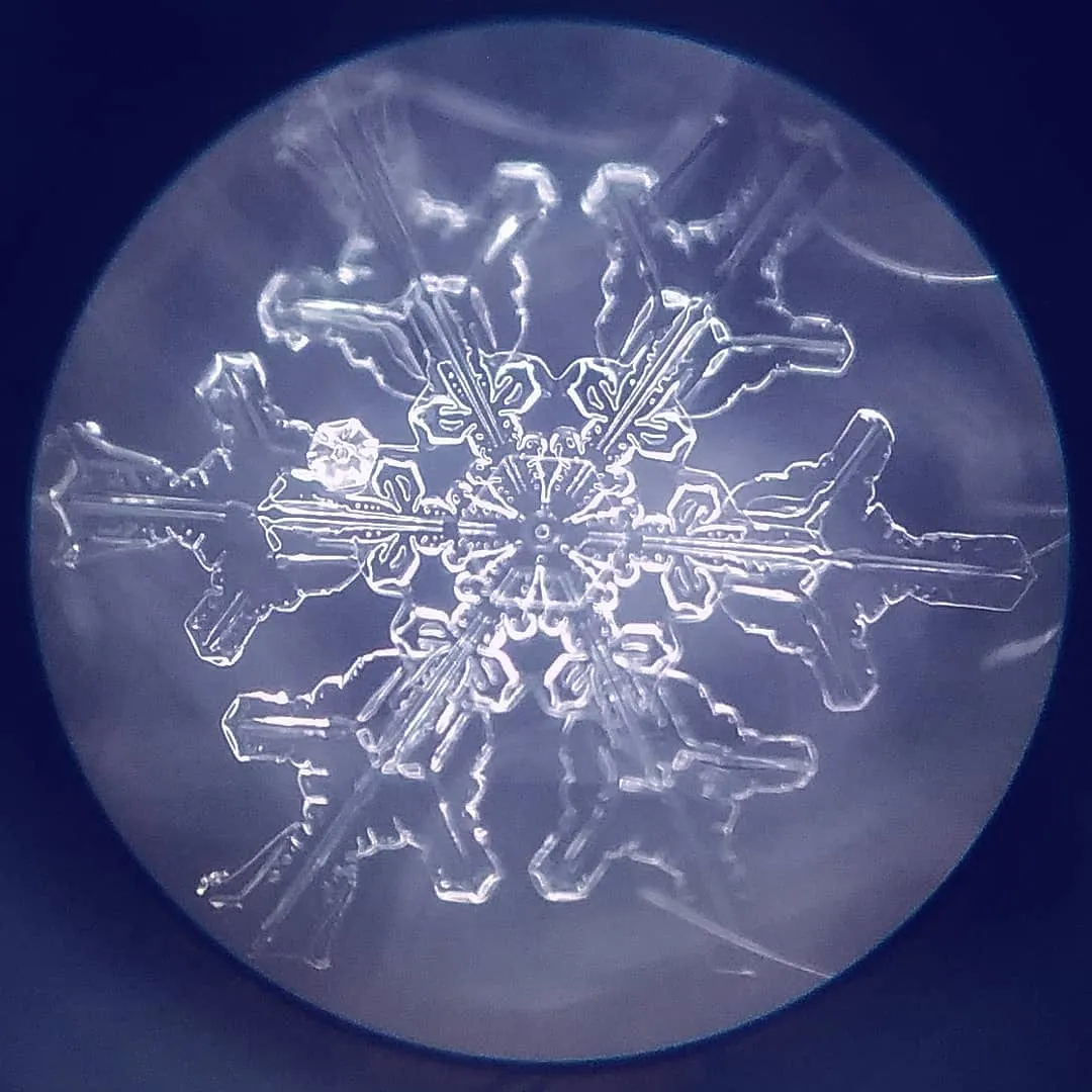 顕微鏡の視野いっぱいに写った、六方に枝を伸ばした雪の結晶